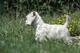 WESTIE 253